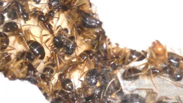 Camponotus Lownei Update Video! смотреть онлайн