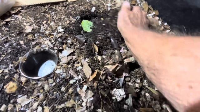 PREPARING WORM BINS FOR 2-week vacation to Maui. Here’s What We Did! @PawpawSammyAlyBug смотреть онлайн