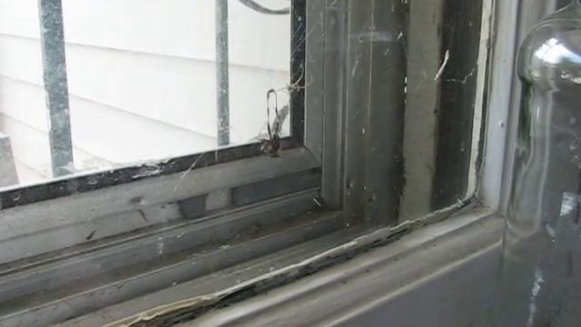 Mud Dauber vs. Spider смотреть онлайн