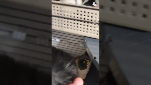 Дейл не дает снимать других. ☺ Крысы дамбо + белки дегу❤🔥❤🔥 смотреть онлайн