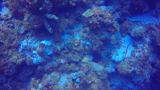 Bloody Bay Wall Giant Lobster смотреть онлайн