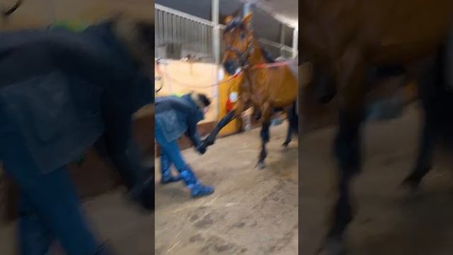 Кто и как эксплуатирует лошадь. смотреть онлайн