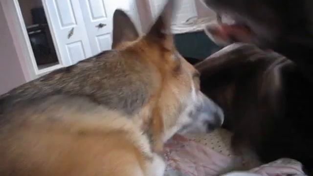 Willow and Sadie 2.AVI смотреть онлайн