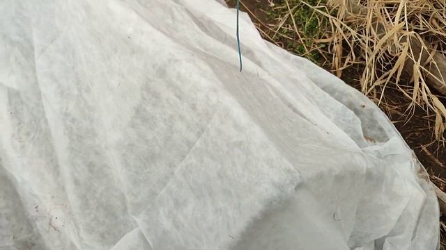 И снова весна !!! Сажаем бархатцы. смотреть онлайн