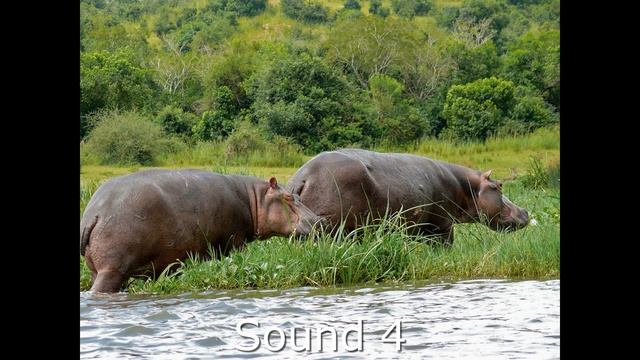 Hippopotamus Sound Effects смотреть онлайн