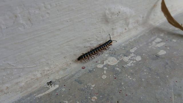 A centipede is walking смотреть онлайн
