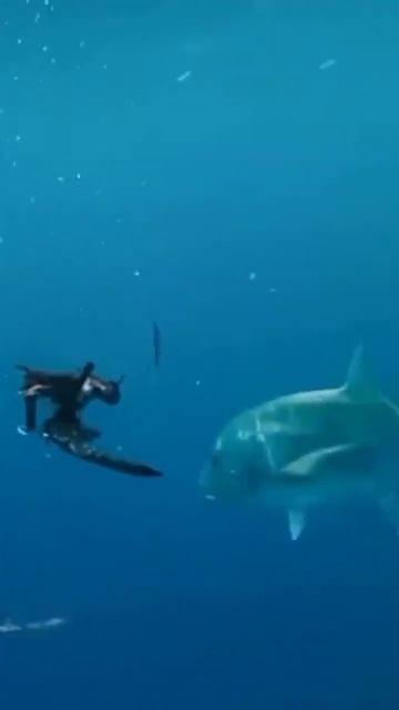 Hunting (Giant Trevally+cat) смотреть онлайн