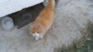 Кот говорит - нормально, люблю курицу!