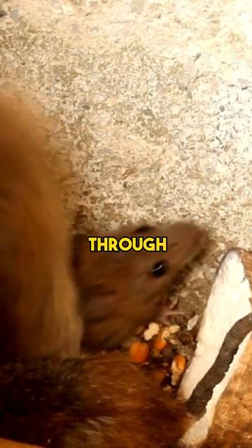 The Danger Of Rat Bites смотреть онлайн