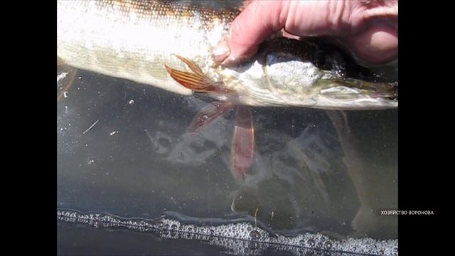 Выпускаю щуку. Свой пруд смотреть онлайн