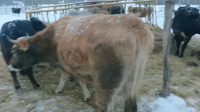 Новогодний обход наших Костромских кормилиц. смотреть онлайн