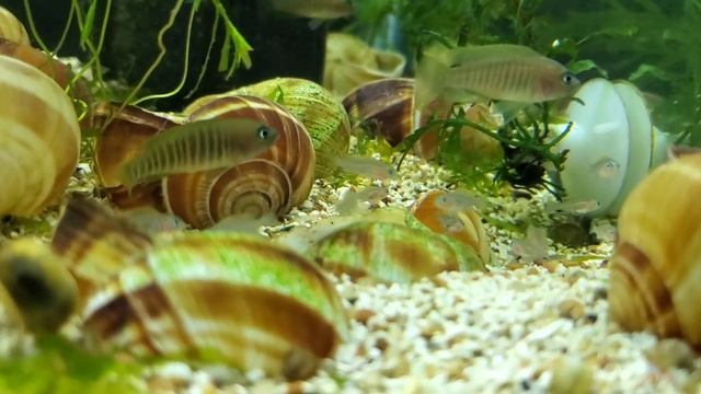 Neolamprologus Multifasciatus Tank смотреть онлайн