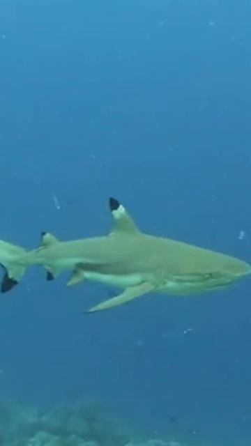 #black tip reef shark# #shorts# смотреть онлайн