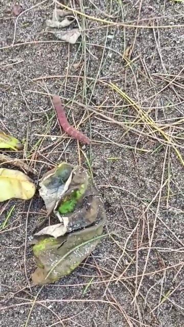 The worm, #walkingworm #sandworm #shortyutuber смотреть онлайн
