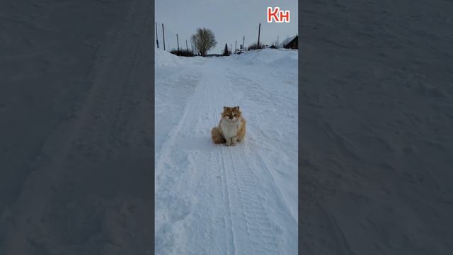 Такие милые и такие родные!