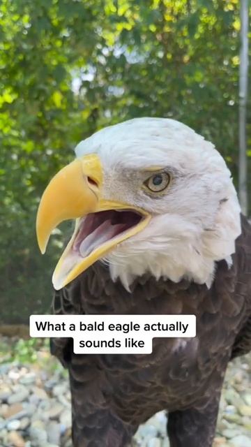 What people think a bald eagle sounds like смотреть онлайн