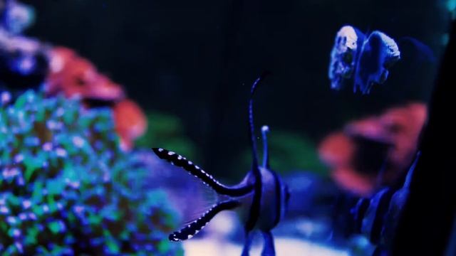 Pterapogon kauderni - 22/12/2020 смотреть онлайн