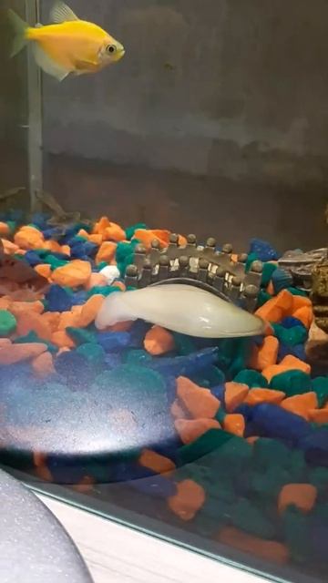 Устрица в аквариуме 25 литров смотреть онлайн