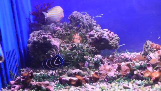 サザナミヤッコ смотреть онлайн