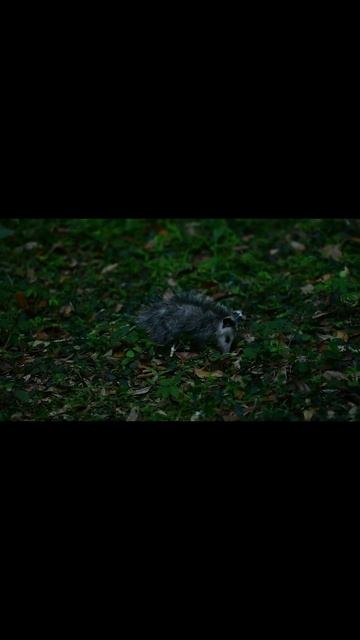 What Eats Turtles - Opossums #shorts смотреть онлайн