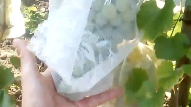 Урожай винограда 2018 года смотреть онлайн