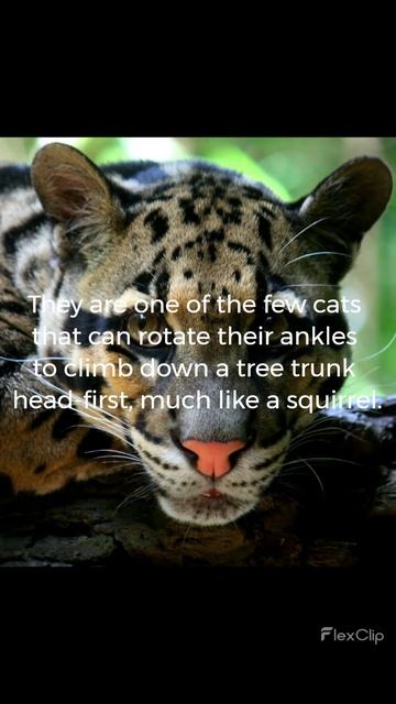 5 Amazing Facts About Clouded Leopards смотреть онлайн