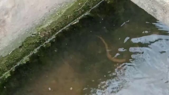 GALLINAS CAMPERAS alimentación y capturando TORTUGAS TRACHEMYS SCRIPTA ELEGANS смотреть онлайн