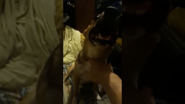 Глаша гулять.Август 2022. Жара. Течка. смотреть онлайн