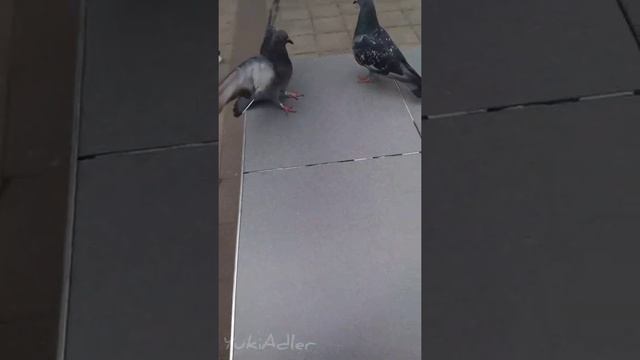 Краснодарские голуби смотреть онлайн