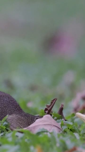 A Plantain Squirrel Buries the Nut #birds #wildlife #nature #animals #birdwatching смотреть онлайн