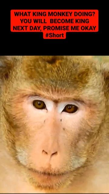 WHAT KING MONKEY DOING? YOU WILL BECOME KING NEXT DAY, PROMISE ME OKAY #Short смотреть онлайн