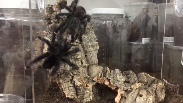 Avicularia metallica Tarantula Breeding - 2017 смотреть онлайн