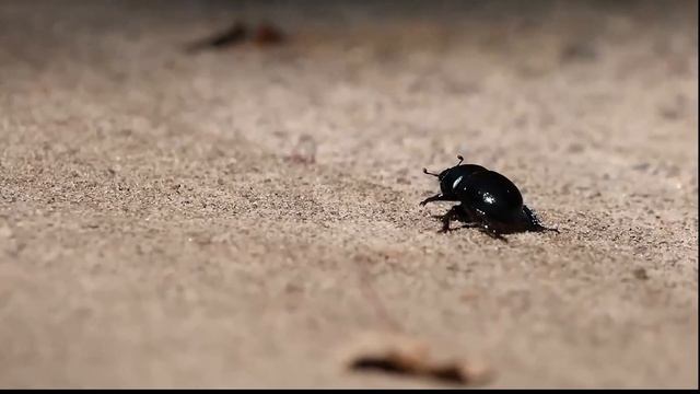 Żuk leśny (Anoplotrupes stercorosus) смотреть онлайн