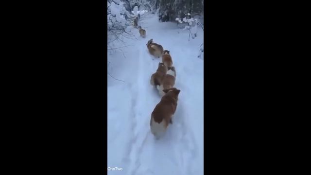 A pack of corgis#Shorts смотреть онлайн