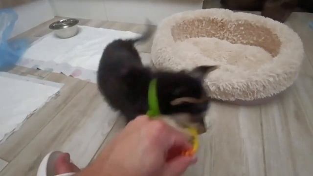 Отдам собаку в добрые руки! смотреть онлайн