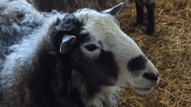 В Зоопарке Славянска 14 марта 2024 года. смотреть онлайн