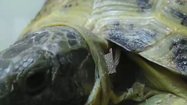 Наблюдение за черепахами 🐢🐢 смотреть онлайн