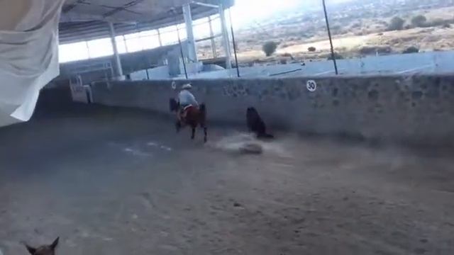 Omar Avila Pikiz смотреть онлайн