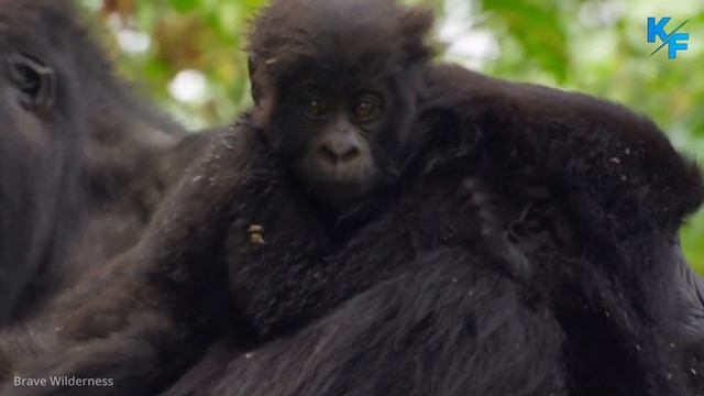 Top Amazing Facts About Gorillas - Gorilla attack смотреть онлайн