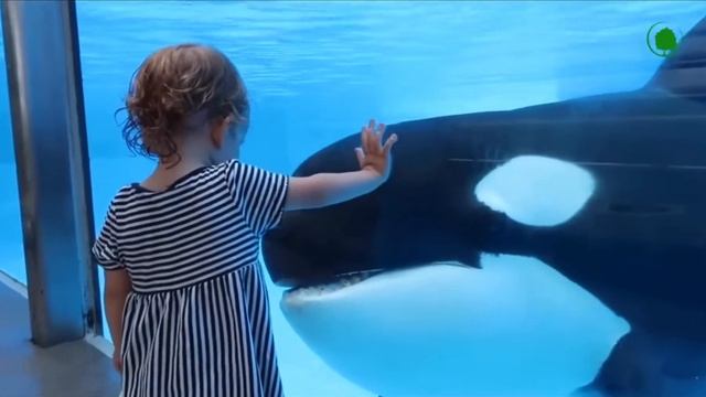 касатка смотреть онлайн