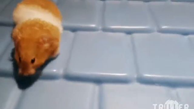 Hamster music video ( My House) смотреть онлайн