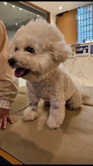 간암 수술 비숑체리 10살 /체리🍒 사랑해 💕건강하자 💕 2024. 6. 29. смотреть онлайн