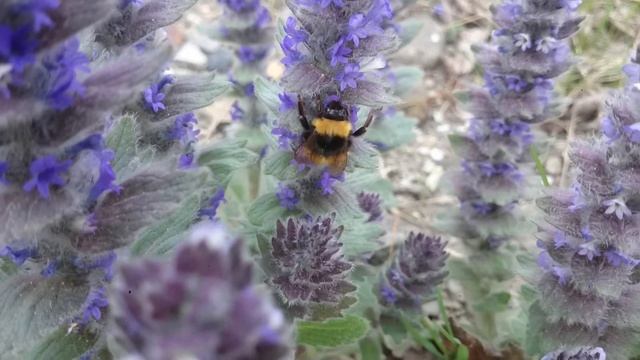 Шмель на красивых синих цветах Bumblebee on beautiful blue flowers 美丽的蓝色花朵上的大黄蜂 美しい青い花のマルハナバチ 아름다운 смотреть онлайн