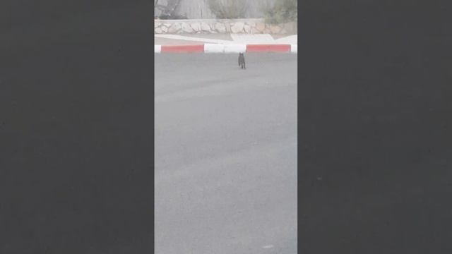 (31) 39 * 169 Собаки без присмотра - угроза котятам, кошкам и детям... NEXT смотреть онлайн