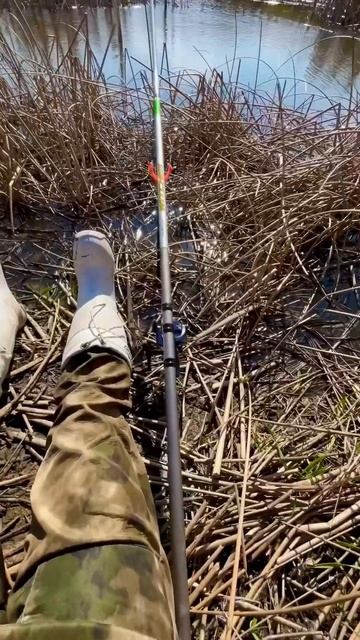 Засела в камышах и начала ловить одну за одной! Рыбалка на поплавок #рыбалка #рыба #деревня смотреть онлайн