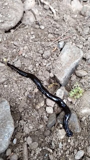 Червь-молот смотреть онлайн