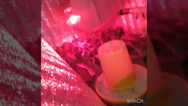 Перепела Фараон! 11.03.2020 смотреть онлайн