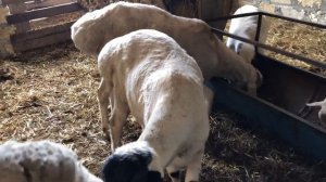 Баран курдючный, продажа.