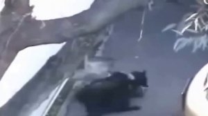 Борьба котов.  Коты дерутся