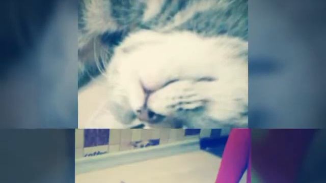 Мой кот смотреть онлайн